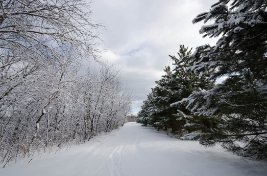 paysage  hiver pins-3231