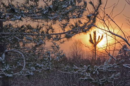 pins hiver coucher de soleil