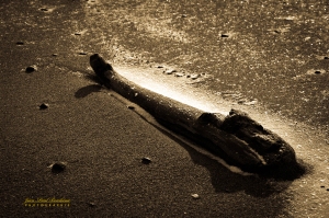 Morceau de bois dans le sable 175 (1)-2