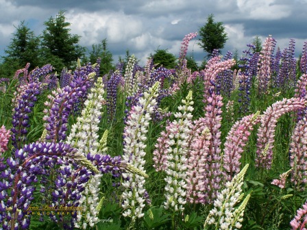 Fleurs sauvages lupins copy